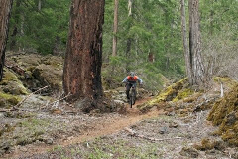 A mountain biker rides the McKenzie River Trail. 