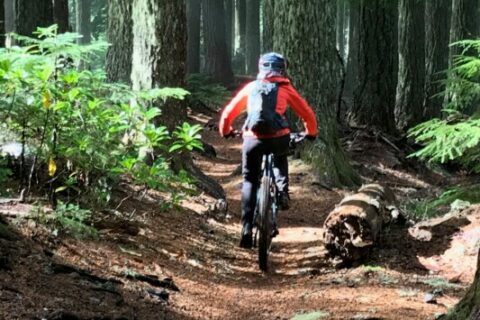 A mountain biker climbs Alpine Trail through tall trees.